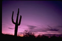Tucson's Sunset